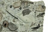 Multiple Fossil Brachiopod and Gastropod Plate - Indiana #325697-4